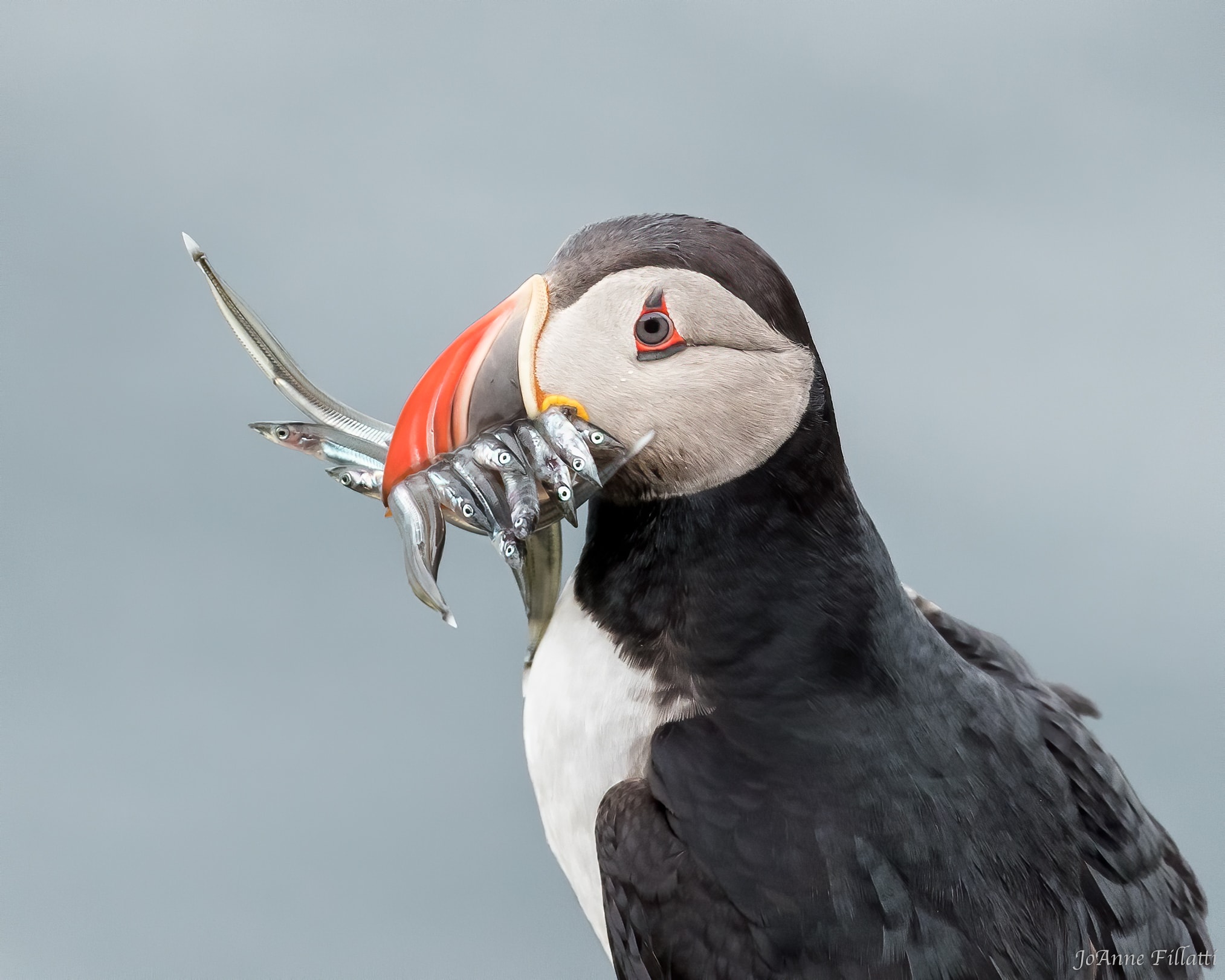 A puffin with a beak full of fish